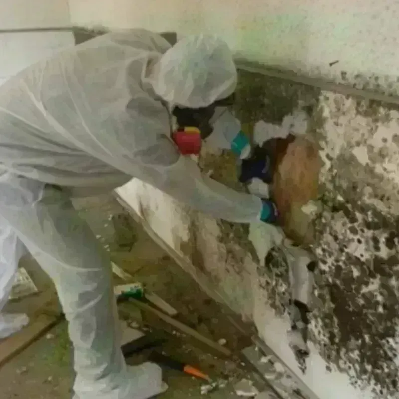 Mold Remediation and Removal in Wilmington, OH